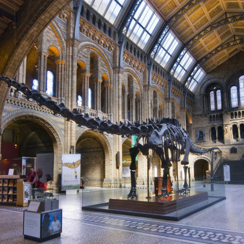NATURAL HISTORY MUSEUM